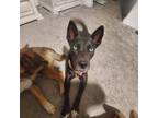 Adopt LUNA a Black - with White Australian Cattle Dog / Mixed dog in Peoria