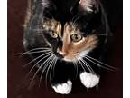 Adopt Misha a Black & White or Tuxedo Calico / Mixed (medium coat) cat in