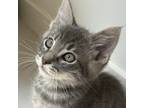 Adopt Herb a Gray, Blue or Silver Tabby Domestic Shorthair (short coat) cat in