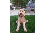 Adopt Teddie a Tan/Yellow/Fawn Labradoodle / Mixed dog in Ballwin, MO (41567521)