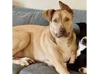 Adopt Carl a Red/Golden/Orange/Chestnut Pit Bull Terrier / Mixed dog in Mead
