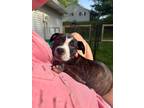 Adopt Morticia a American Pit Bull Terrier / Mixed dog in Fort Wayne