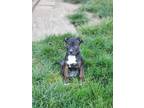 Adopt Pugsley a American Pit Bull Terrier / Mixed dog in Fort Wayne