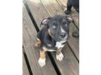 Adopt Adam a American Pit Bull Terrier / Mixed dog in Fort Wayne, IN (41567462)