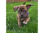 Adopt Pam a American Pit Bull Terrier / Mixed dog in Fort Wayne, IN (41567461)