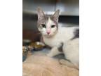 Adopt Trouble a Domestic Short Hair