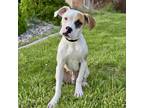 Adopt Harold a White - with Tan, Yellow or Fawn Boxer / Mixed dog in Mead