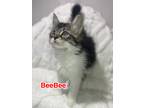 Adopt BeeBee a Gray, Blue or Silver Tabby Domestic Mediumhair (medium coat) cat