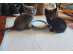 Adopt Gray and Kuro a Black (Mostly) American Shorthair / Mixed (short coat) cat