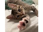 Adopt Siracha a Gray, Blue or Silver Tabby Domestic Shorthair (short coat) cat