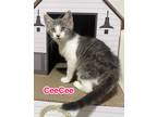 Adopt CeeCee a Gray, Blue or Silver Tabby Domestic Shorthair (short coat) cat in