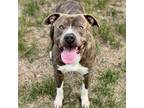 Adopt Moose a Brindle - with White Pit Bull Terrier / Mixed dog in Mead
