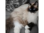 Adopt Cotton ball a White (Mostly) Ragdoll (long coat) cat in San Francisco