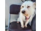 Adopt Ivy a White - with Tan, Yellow or Fawn Terrier (Unknown Type