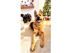 Adopt Aries a Black - with Tan, Yellow or Fawn German Shepherd Dog / Mixed dog
