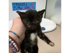 Adopt Georgia a Domestic Shorthair / Mixed cat in Salisbury, MD (41567421)