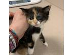 Adopt Frida a Domestic Shorthair / Mixed cat in Salisbury, MD (41567420)