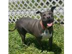 Adopt 2405-0956 Patty (Off Site Foster) a Mixed Breed