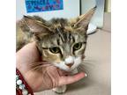Adopt Yayoi a Domestic Shorthair / Mixed cat in Salisbury, MD (41567418)