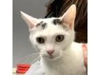 Adopt Renata a Domestic Shorthair / Mixed cat in Salisbury, MD (41567417)
