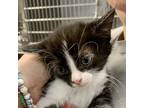 Adopt Bellni a Domestic Shorthair / Mixed cat in Salisbury, MD (41567415)
