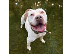 Adopt DA 46 Zeus a Pit Bull Terrier