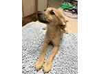 Adopt Vienna a Tan/Yellow/Fawn - with White Terrier (Unknown Type