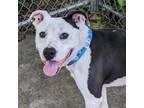 Adopt Leo a Pit Bull Terrier