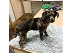 Adopt Leyna a Merle Terrier (Unknown Type, Small) / Australian Shepherd / Mixed