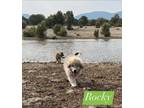 Adopt Rocky a White - with Gray or Silver Great Pyrenees / German Shepherd Dog /