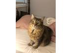 Adopt Sunny a Brown Tabby Tabby / Mixed (medium coat) cat in Highlands Ranch