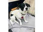 Adopt Lucy a Black - with White Rat Terrier / Dachshund / Mixed dog in Council