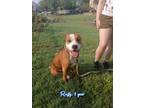 Adopt Rusty a Red/Golden/Orange/Chestnut - with White Staffordshire Bull Terrier