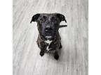 Adopt Teressa a Brindle - with White Mountain Cur / Mixed dog in Luttrell