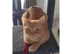 Adopt Mimi Grace a Orange or Red Tabby Domestic Shorthair (short coat) cat in