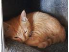 Adopt Colby (with Dorito) a Orange or Red Tabby Domestic Shorthair (short coat)