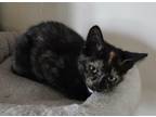 Adopt Dorito (with Colby) a Tortoiseshell Domestic Shorthair (short coat) cat in