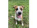 Adopt Enchanted a Red/Golden/Orange/Chestnut - with White Australian Cattle Dog