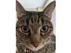 Adopt Salem a Brown Tabby Tabby / Mixed (short coat) cat in Chula Vista