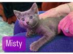 Adopt Misty a Gray or Blue (Mostly) Domestic Shorthair / Mixed (short coat) cat