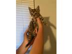 Adopt Fresca a Domestic Shorthair / Mixed (short coat) cat in Scottsboro