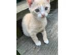 Adopt Simon a Domestic Shorthair / Mixed (short coat) cat in Scottsboro
