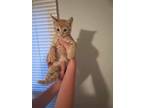 Adopt Milo a Domestic Shorthair / Mixed (short coat) cat in Scottsboro