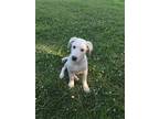 Adopt Cotton a Labrador Retriever / Mixed dog in Scottsboro, AL (41567357)