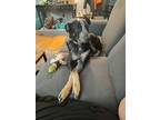 Adopt Bella a Black - with Tan, Yellow or Fawn Texas Heeler / Mixed dog in Penn