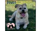 Adopt Rowdy a White Border Terrier / Mixed dog in Gilbert, AZ (41567353)