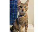 Adopt Planet Smoothie a Domestic Short Hair