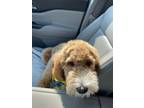 Adopt Winston a Tan/Yellow/Fawn Sheepadoodle / Mixed dog in Parker City