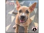 Adopt Piggy a Red/Golden/Orange/Chestnut - with White Pit Bull Terrier / Mixed