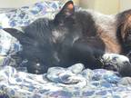Adopt Mau (Maui) a Black (Mostly) Bombay (short coat) cat in Los Gatos
